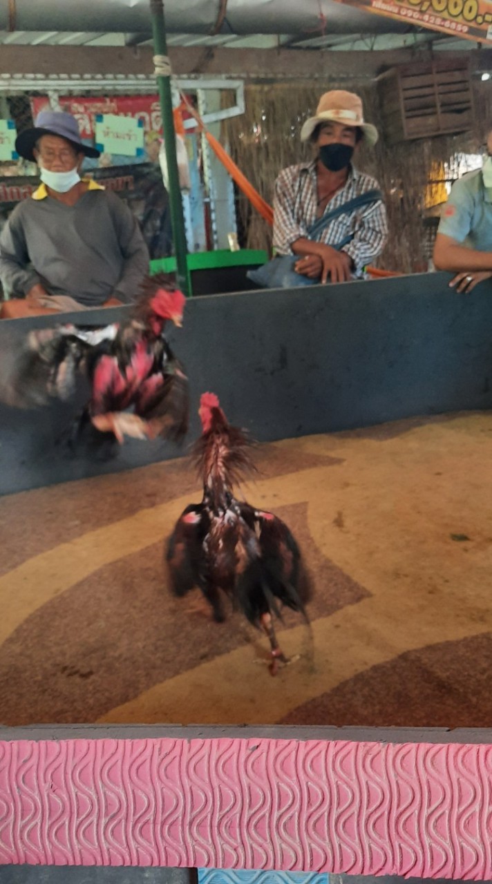 🐓ส.มาลัยวรรณไก่ชน
