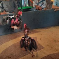 🐓ส.มาลัยวรรณไก่ชน