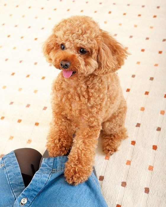 甘えん坊な犬の特徴や犬種って