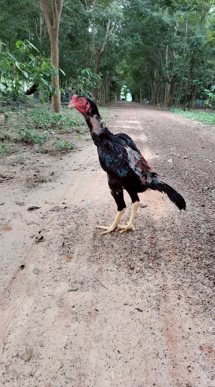 ไก่ชนญี่ปุ่น 100% ตำนานไก่เชิง