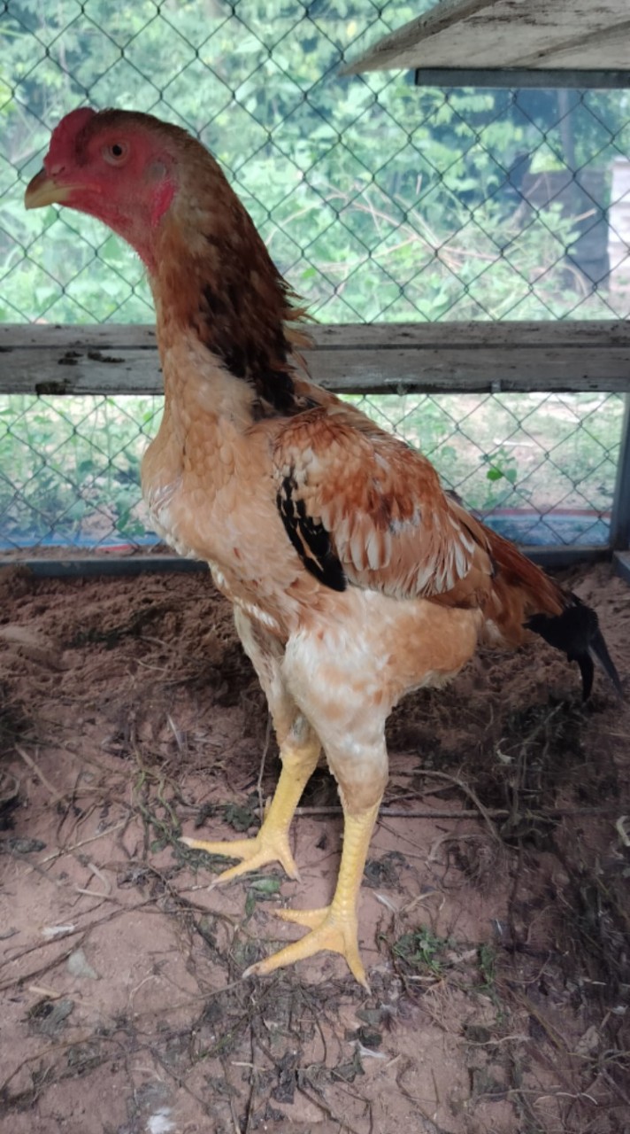 ไก่ชนญี่ปุ่น 100% ตำนานไก่เชิง