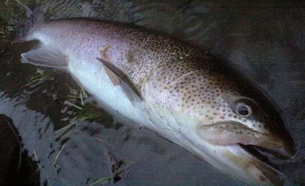 鬼アジ ってどんなアジ 魚へんに鬼は 鬼滅 ブームに乗ってお魚界の鬼の話