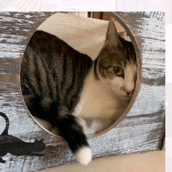 猫の 反省していない ように見える態度のホントの理由