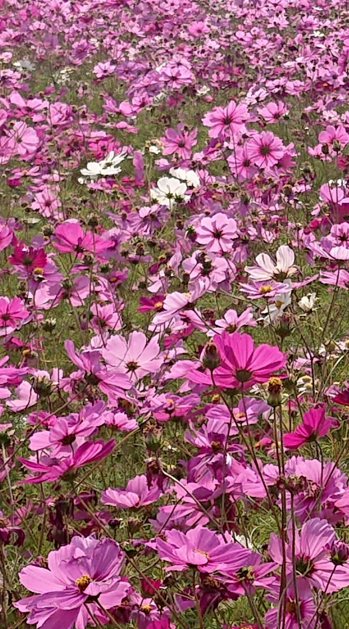九州、ドライブ(ゴーゴー)車道車好き