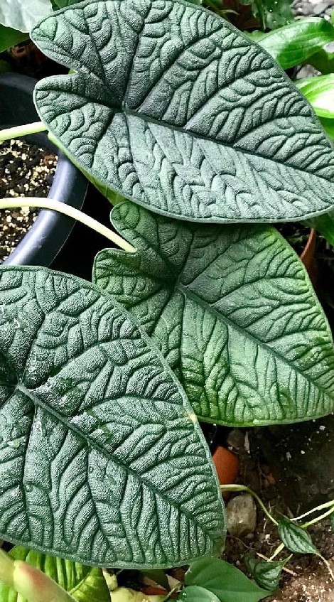 กลุ่มคนชอบ Alocasia - Colocasia