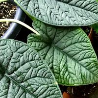 กลุ่มคนชอบ Alocasia - Colocasia