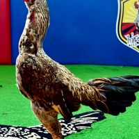 🐔S.sitthifarm🐔