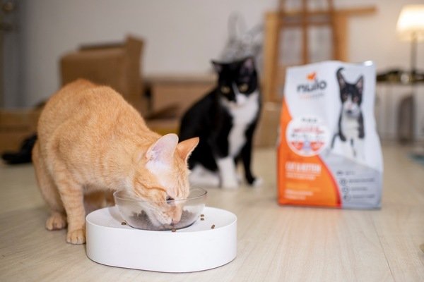 「寵物飼料」紐樂芙nulo freestyle 火雞肉口味貓咪飼料開箱分享