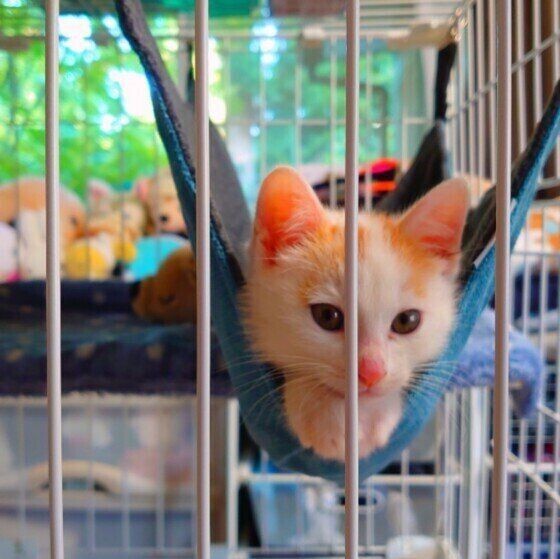 家中ぶら下げ放題 猫用のハンモックを手作りしよう