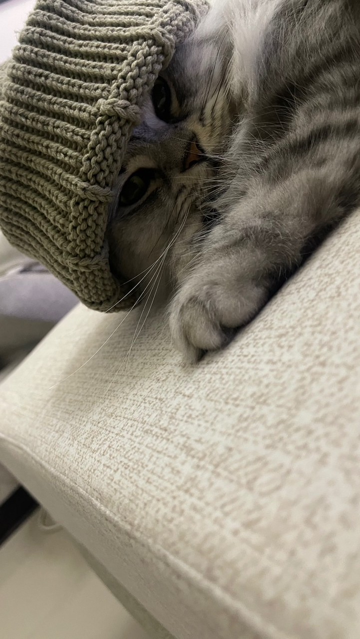 軟爛喵