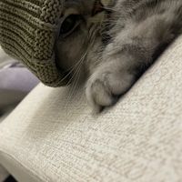 軟爛喵