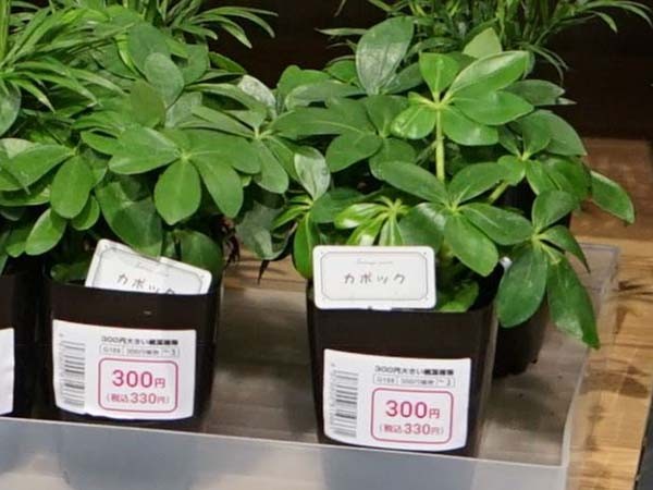 初心者におすすめ 100均 ダイソーの観葉植物の種類と育て方 ハルメク365