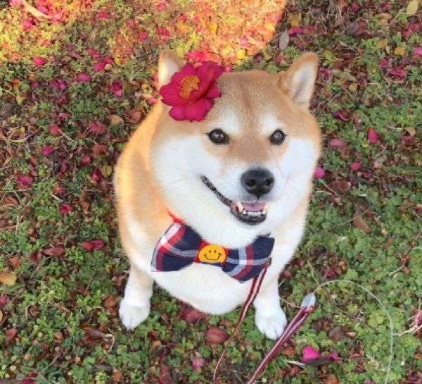 病院に行くと気づいた犬 全てを悟った顔 に変化