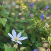 Miiの記憶の庭🌏 世界観を育てて仕事にする場所 （みんなの秘密基地）