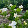 花農小舖