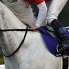 ミリオン先生競馬予想