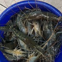 🦐買泰國蝦 🦐 觀音 、大園