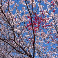 🌷60歳以上女性限定おもしろ~いトーク部屋🌷