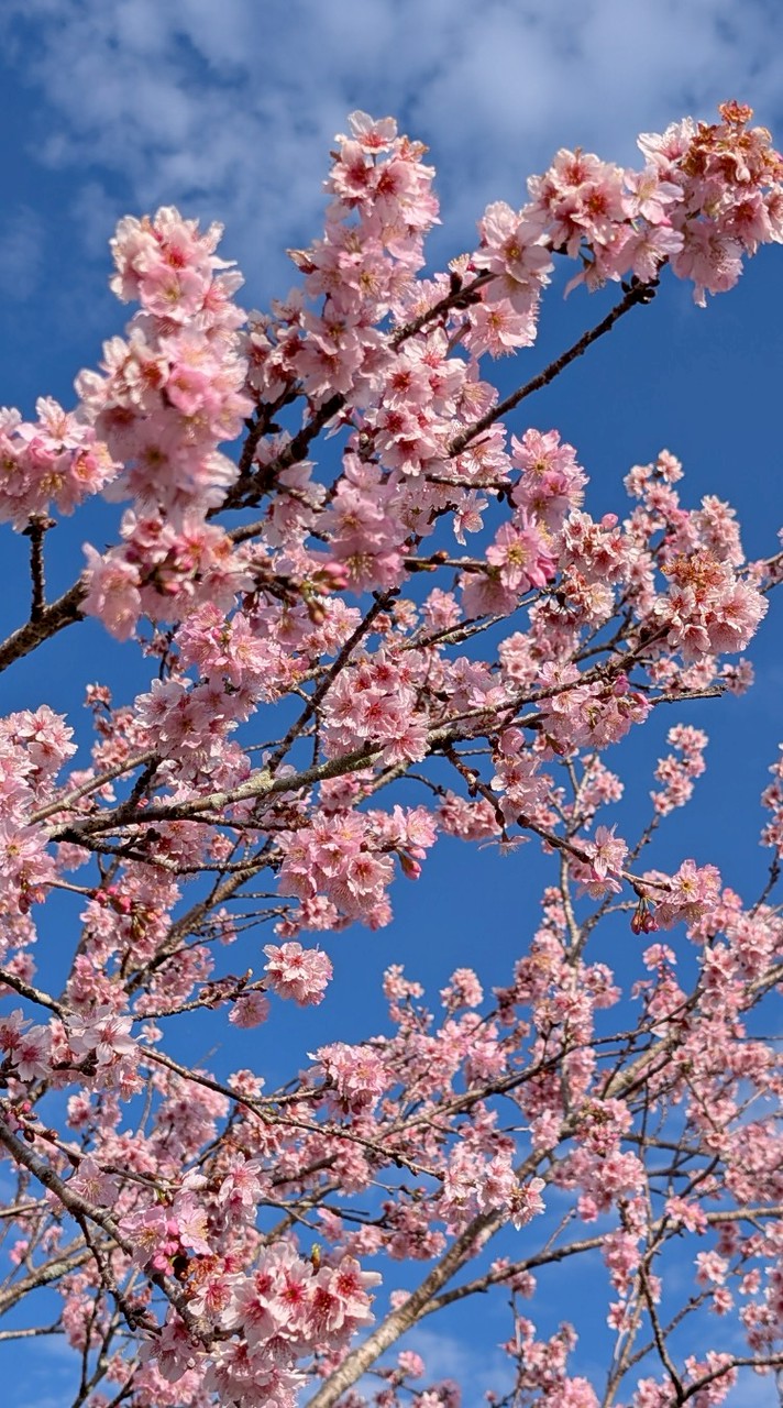 115-02-24武界雲海民宿