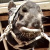乗馬が趣味な人、馬が好きな人集合！！