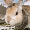 2026/06/23(土) かすみマルシェ譲渡会