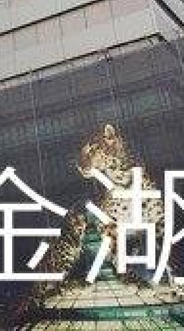 我是金湖人