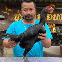 ซุ้มป.ไฟแดงนนทบุรีก๋อยง่อนพัฒนา สายสามเอี่ยว+ปราณบุรี