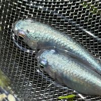 長野めだかコミュニケーション
