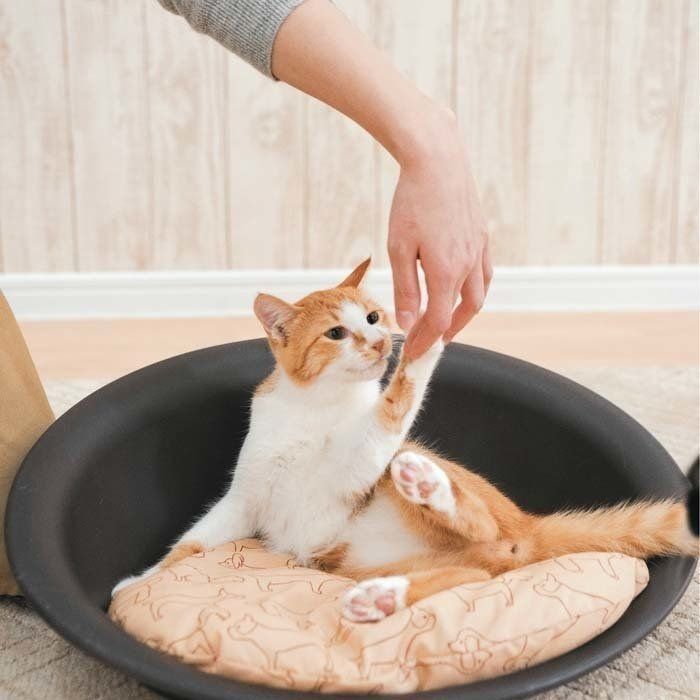 猫の 鼻ツンツン とは そのしぐさの意味を解説