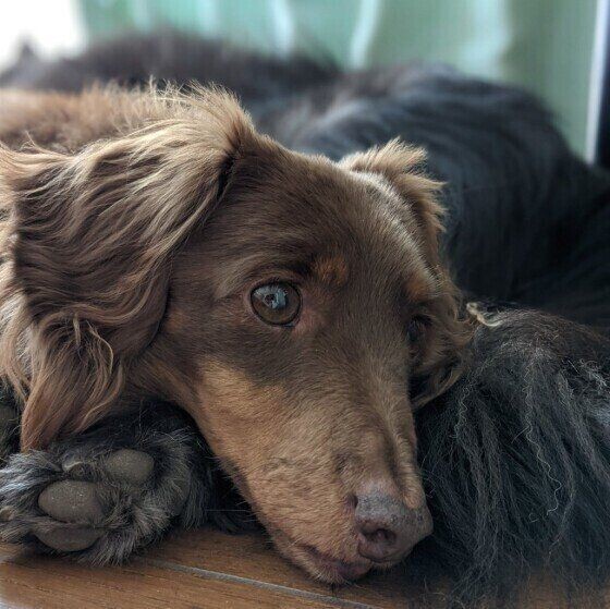 犬枕犬 特集 犬やぬいぐるみを枕にするのはなぜ