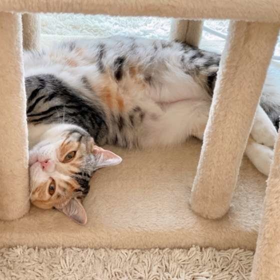 好きの証 猫が心を開いている人にだけ見せるサイン12