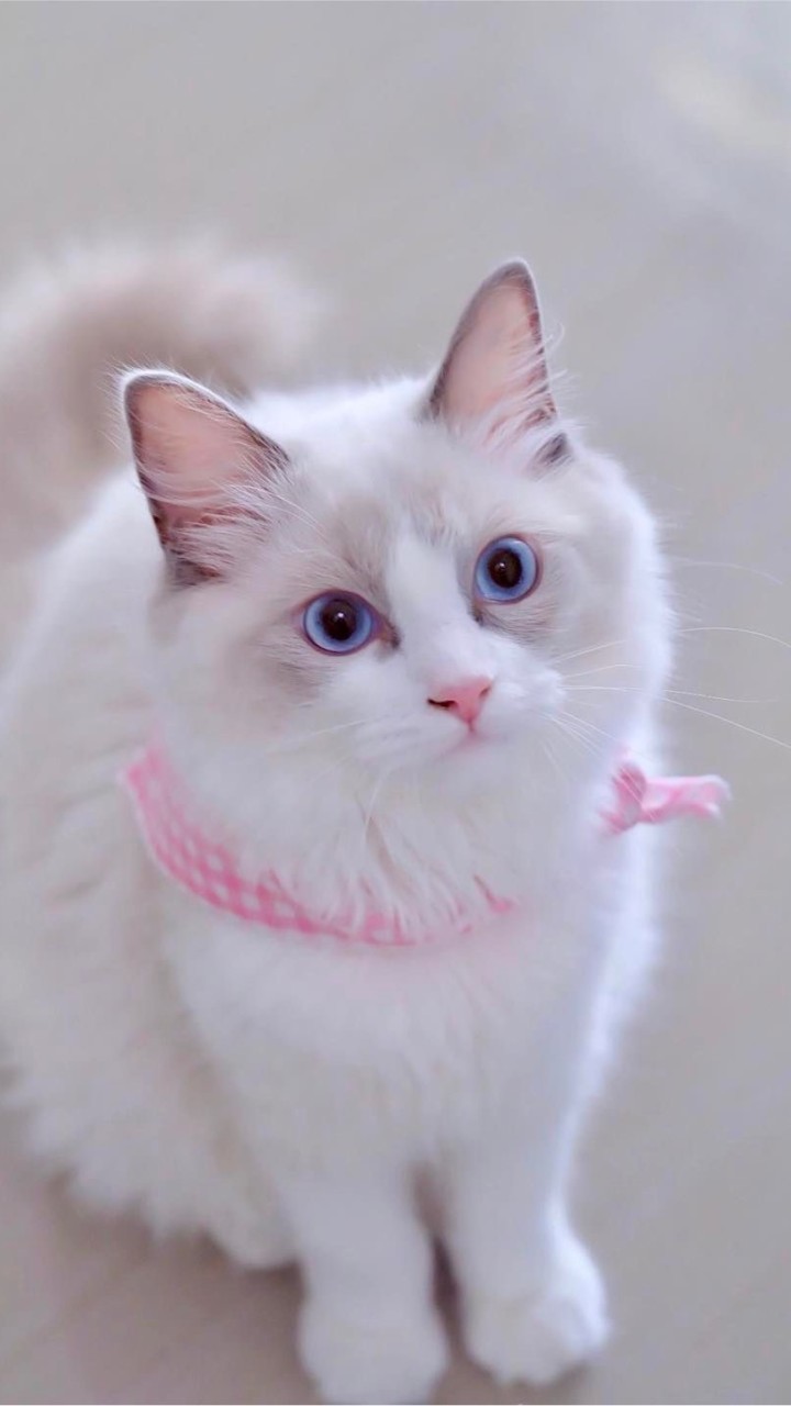 Ragdolllovely