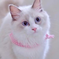 Ragdolllovely