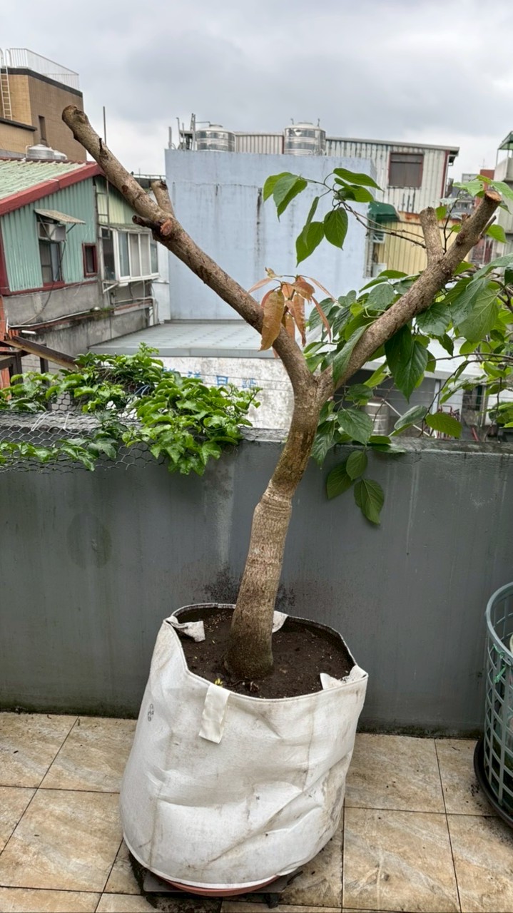 愛種花一族