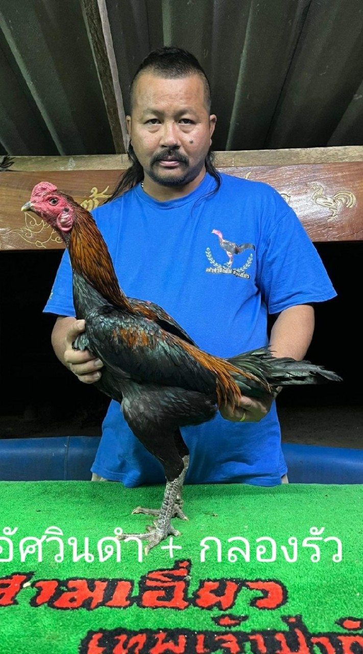 ณัชพล ฟาร์ม ป่าก๋อยพัฒนา🐓
