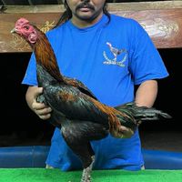 ณัชพล ฟาร์ม ป่าก๋อยพัฒนา🐓