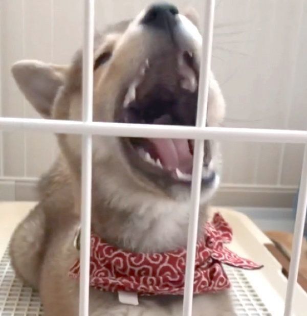 あくびをする豆柴が 可愛すぎて罪 と悶絶する人続出