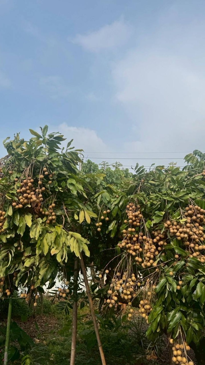 珍珍農產品賣場