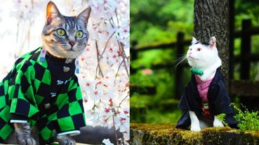 最萌鬼殺隊！《鬼滅之刃》貓咪版 Cosplay 太強大，連鬼都被可愛到融化！