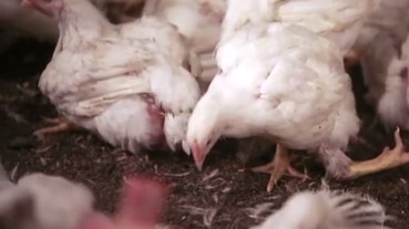 這位全美最大養雞工廠的員工讓攝影師到向來「禁止進入」的工廠拍攝 他的目的是一段「令人心碎」的呼喊...