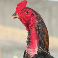 ผู้ใหญ่ดำฟาร์ม🐓🐓 สังกัด กตัญญูฟาร์ม พ่อพันธุ์เจ้าพรสวรรค์กตัญญูฟาร์ม🐓