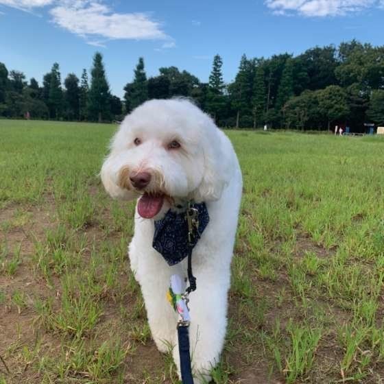 楽しそうな犬の歩き方に注意して 病気やケガの可能性も