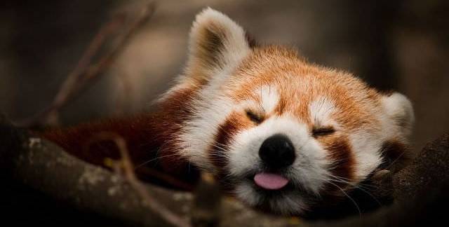 Imut Sih Tapi Nyatanya 5 Hewan Ini Ternyata Sangat Mematikan