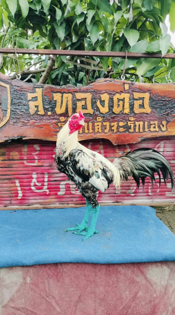 ส.ทองต่อ