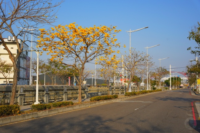 台中洲際路黃花風鈴木,崇德十九路黃花風鈴木,洲際棒球場黃花風鈴木