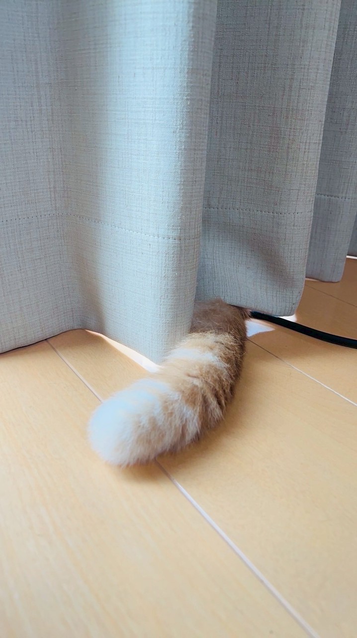 ぷぷせかわー！