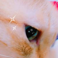 ｜占卜｜巫術｜魔法｜相談室
