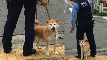 最失職的警犬？日本網友街頭直擊警察大人搭配失控阿柴！