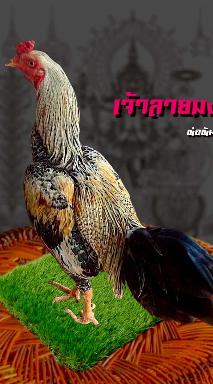 ทีมงานเมาะขนาด FC