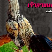 ทีมงานเมาะขนาด FC